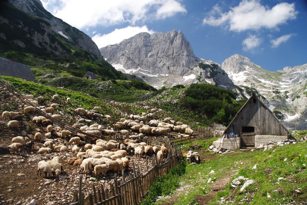 Guesthouse Planinarski Dom Neviden'O Žabljak Exteriör bild